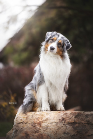 Praha Letňany 14.12.2025 - Foto Malwina Przysowa
